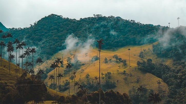 Mountains and Quindío wax palm trees in the Cocorra Valley of Colombia